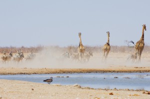 Namibia Pic 115