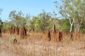 Australien_DSC07887-10