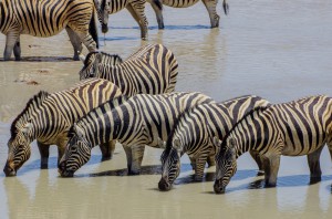 Namibia Pic 103