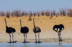 Namibia Pic 109