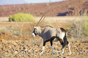 Namibia Pic 139