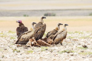 Namibia Pic 182