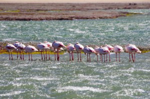 Namibia Pic 242