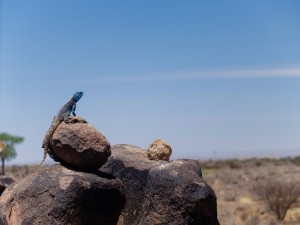 Namibia Pic 254