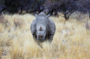 Namibia Pic 32