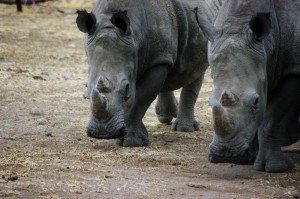 Namibia Pic 33