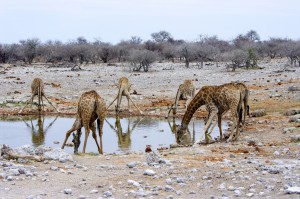 Namibia Pic 39