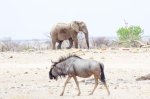 Namibia Pic 40