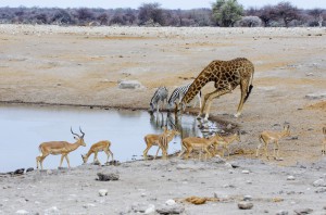 Namibia Pic 43