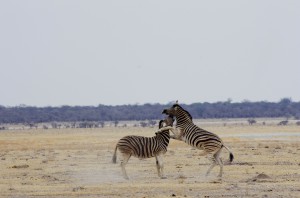 Namibia Pic 46