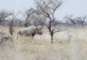 Namibia Pic 50