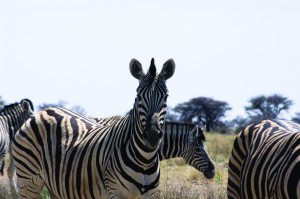 Namibia Pic 63