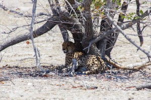 Namibia Pic 68