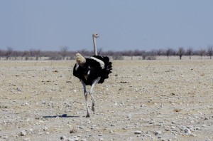 Namibia Pic 78