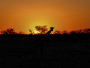 Namibia Pic 90