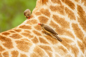 Southafrica-24