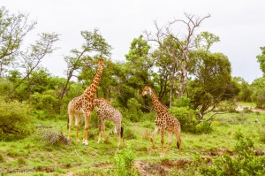 Southafrica-25