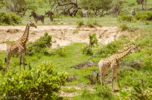 Southafrica-29