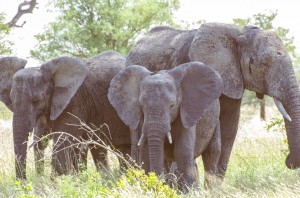 Southafrica-30