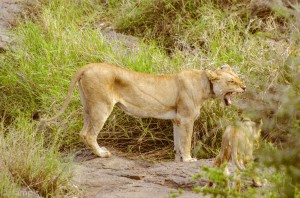 Southafrica-33