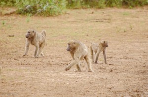 Southafrica-48