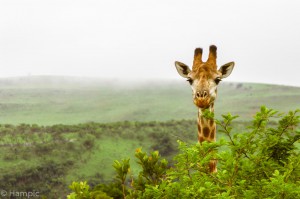 Southafrica-56