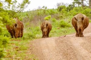 Southafrica-61