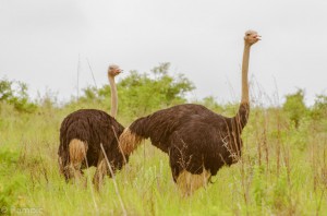 Southafrica-65