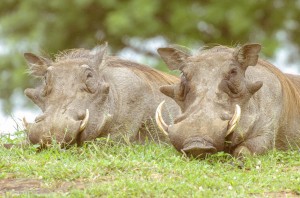 Southafrica-71